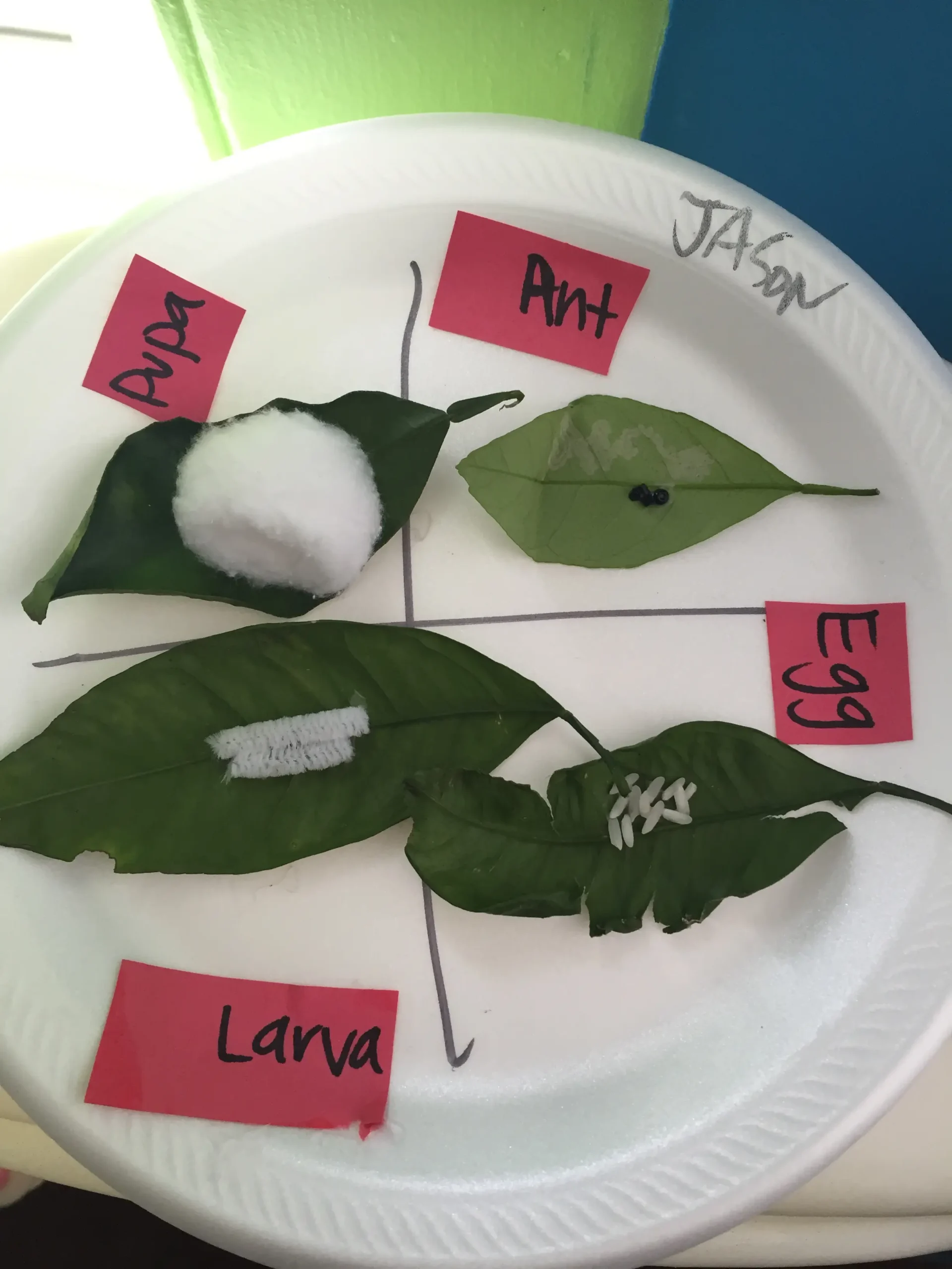 Childcare learning activity